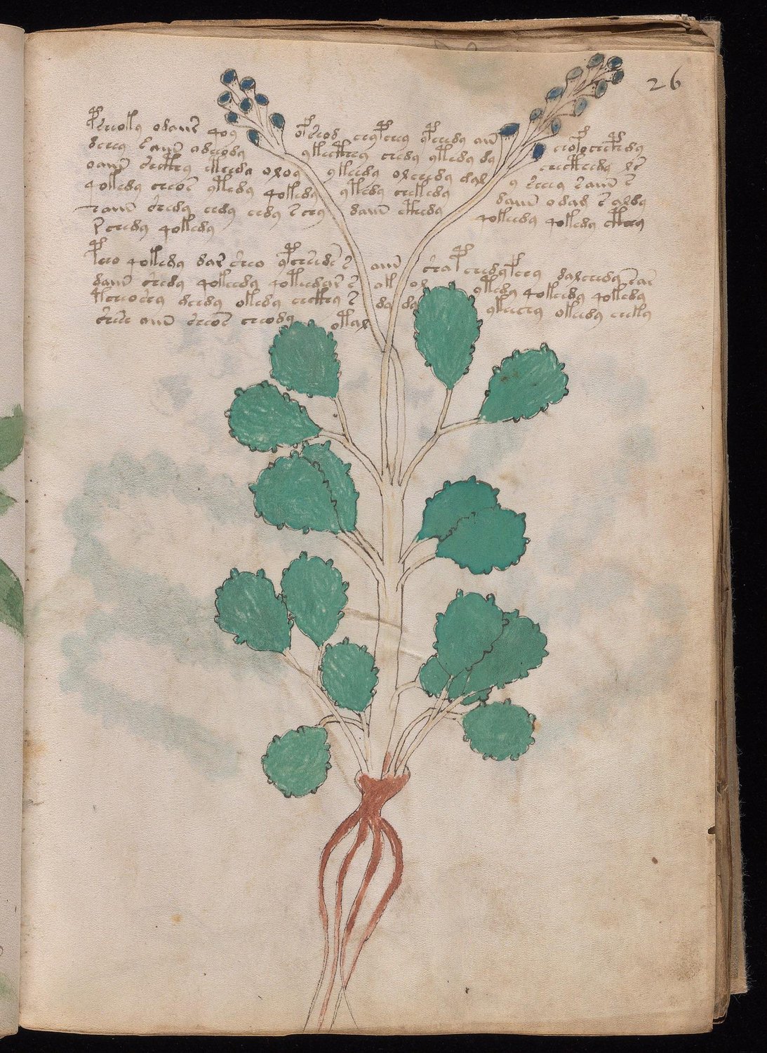 Herbal Page 49